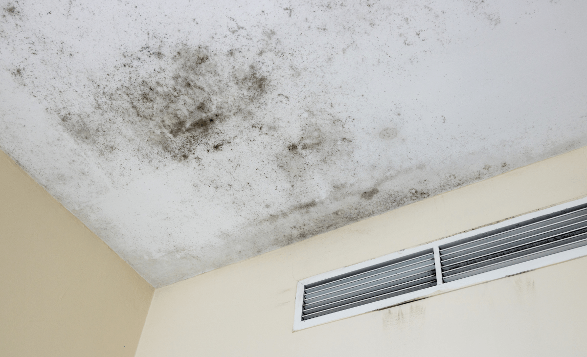 Expert Guide: Professional Mold Removal Solutions for Melbourne Homes