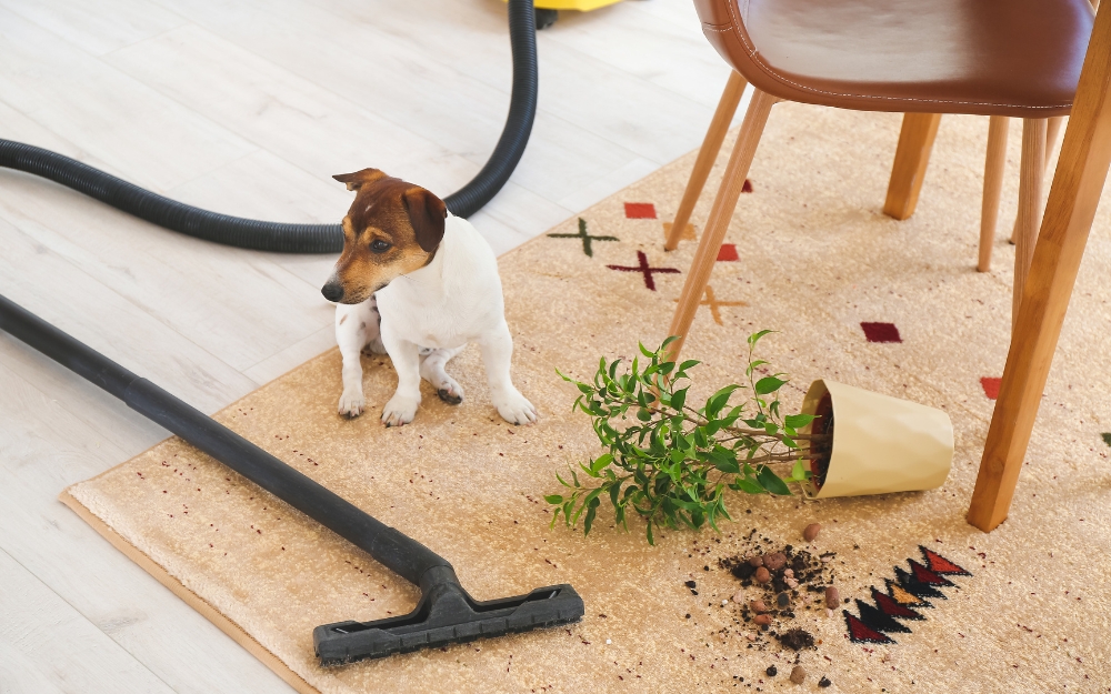 Top 10 Professional Pet Cleaning Hacks: Expert Guide for Melbourne Pet Owners